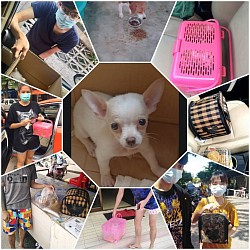 บริการรับส่งสัตว์เลี้ยงทั่วประเทศ